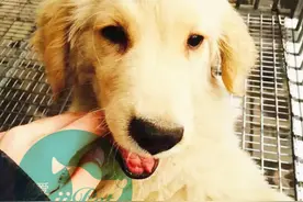 Bunny汪星人小讲堂——更换狗粮为什么需要过渡？图片