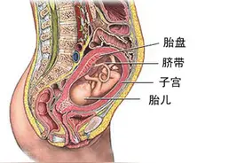 关于胎盘处理那些事，有的妈妈太恐怖了吧！图片