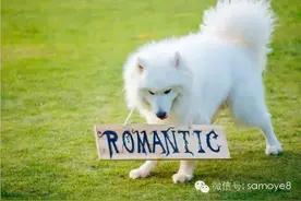 关于萨摩耶和细小你不得不知道的事：必看手册图片