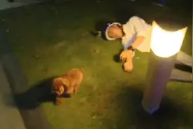 主人晕倒~看哪类汪星人更通人性？结果还是出乎我的意外！图片