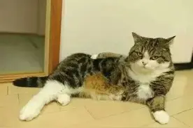 看猫咪这销魂的小姿势，一看就不是正经猫！图片