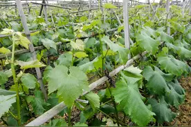 春天里来百花香，诱人的葡萄在干嘛？我们去看看！图片