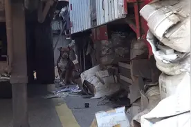 无家可归的狗狗躲在废弃场里，在救援过程中发现他们了这感人一幕图片