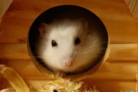 你真的了解你的仓鼠吗？带你了解仓鼠那些你不知道的另一面！图片