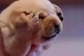 开车撞到小动物怎么办？会被罚款吗？图片