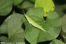 各种特殊鱼饵大实验，网友亲测喔(二)图片