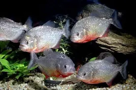 令人闻风散胆的食人鱼，竟然只是亚马逊人民的一道盘中美味图片