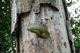 啄木鸟为护崽大战巨蛇，最终不敌惨成毒蛇美餐图片