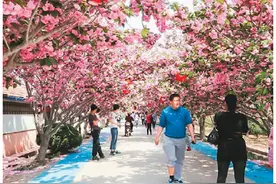 “樱花小镇”迎客来图片
