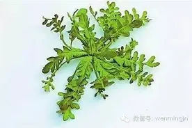 涨知识春天踏青看哪些野菜能吃图片