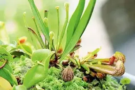 绝技 | 这些植物才是最强蚊虫克星，打造天然无毒捕虫机图片