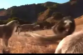 人与自然——熊一巴掌拍死剑尺虎