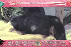 动物视频：猩猩宝宝的屁股上长白毛，长大后会脱落视频封面