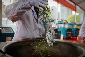 人间四月天，采茶挖笋“趣”哪儿？大杭州最佳采茶挖笋攻略送给你！图片