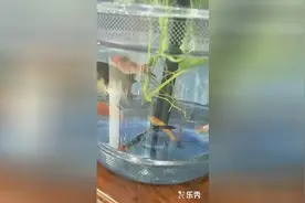 家里养鱼不想买鱼缸怎么办？看牛人怎么做的，高明！视频封面