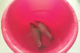 双氧水能让鱼濒死复活？别闹了！鱼顶多能撑20多分钟图片
