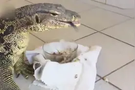 外国老汉胆子真大，养科莫多巨蜥做宠物，天天给它喂鱼肉罐头