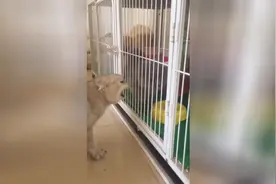 你干啥你 你天天都来干嘛你 你过来啊你