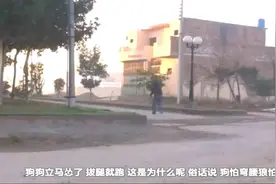 为什么被狗追时一蹲下狗就不追了？