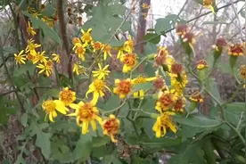 千里光治眼病，治好后能看到千里之外东西，是真的吗？视频封面