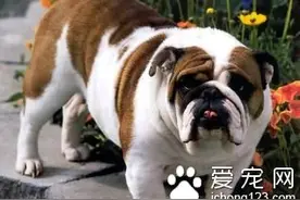 狗狗流涎怎么办 流涎可能引发的各种症状图片