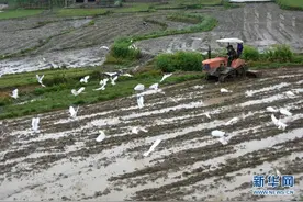 湖南双峰：漠漠水田飞白鹭图片