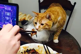 看得到吃不着，调戏猫的最“残忍”方式图片
