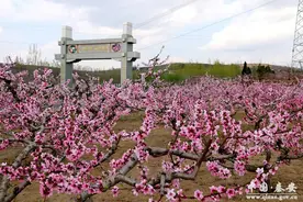 秦安：桃花落地也变钱图片