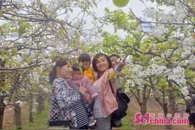 菏泽郓城：梨花竞放惹人“醉”图片