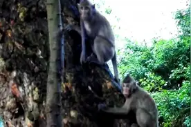 猴子大战狗狗，谁更厉害，太搞笑了视频封面