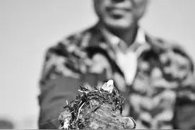 芋母中找到商机江西农民培育鲜嫩芋芽图片