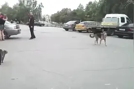 猫狗打架谁厉害，这个视频告诉你喵星人不是好惹的视频封面