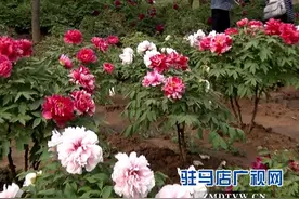 繁花似锦入画来 四月天中赏牡丹图片