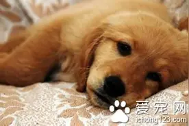 狗狗呕吐怎么办 需要注意哪些症状图片