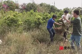 盆景挖桩最辛苦，素秋带你上山挖棵6年的三角梅视频封面