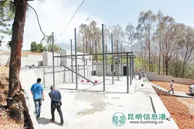 东川芋头塘金边玫瑰将进入采摘期 农业产业化脱贫致富图片