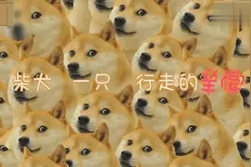 超级整理大合集！柴犬表情包达人神烦犬视频封面