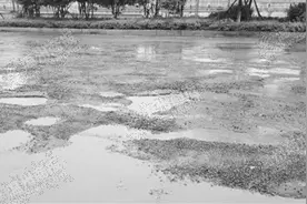 温州市区多条道路局部有坑洼积水 道路颜值咋呵护图片