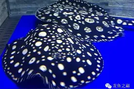 干货丨魟鱼鱼缸及饲养环境图片