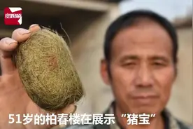 农民疑获“猪宝”，花4万找专家鉴定：估价300万！视频封面