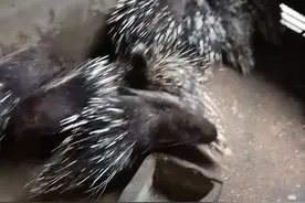 刺猬专业养殖户，可食用，可喂养！