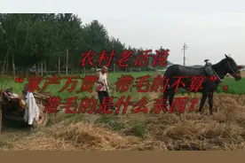 农村老话说“家产万贯，带毛的不算”，带毛的是什么东西？