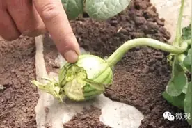 冰雹来袭 230多亩西瓜遭殃图片