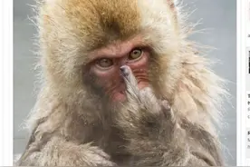 摄影师日本拍狝猴泡温泉 被回敬"一根中指"图片