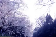 巧手妈妈的午餐盒创意图片