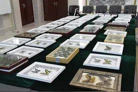 济南海关查获走私濒危蝴蝶标本图片