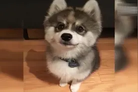 你见过二哈与博美生下来的混血狗狗吗？只能说二哈的基因太强大了