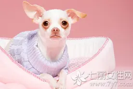 梦境解析，梦到母狗生了很多小狗