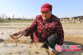 临沂：百亩洋葱出现苗枯黄烂根 具体原因正在调查图片