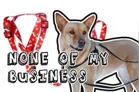 “压力大到想狗带”，你以为狗带就那么容易？图片